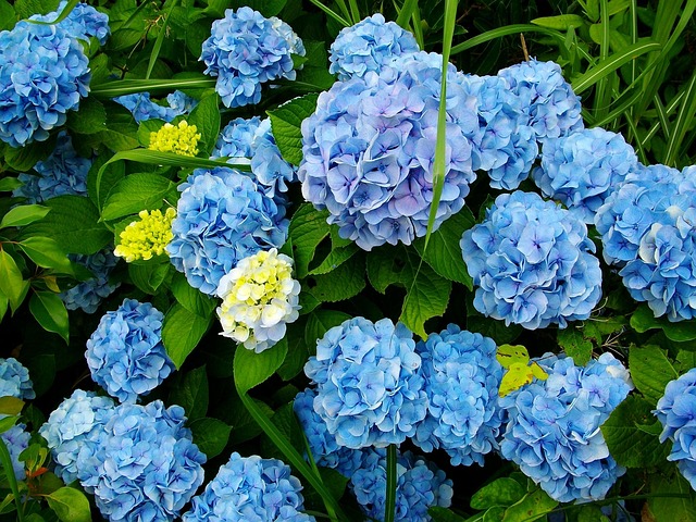 紫陽花