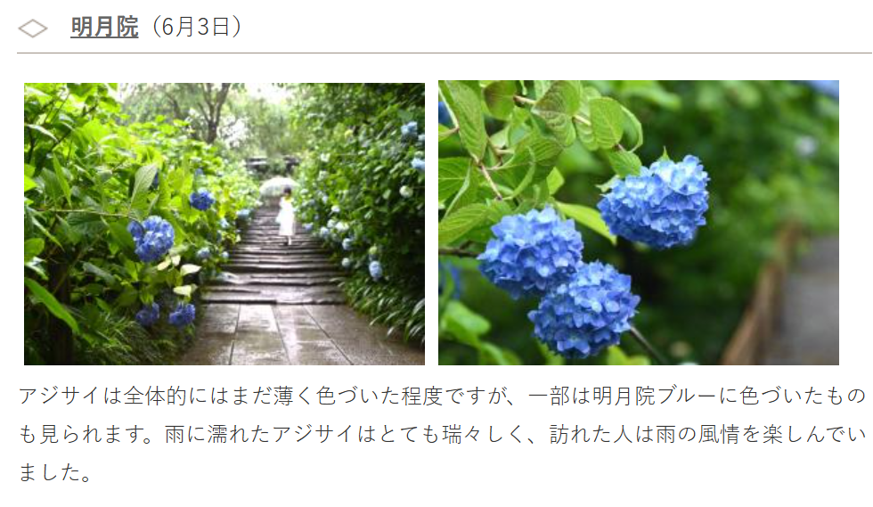 明月院あじさい